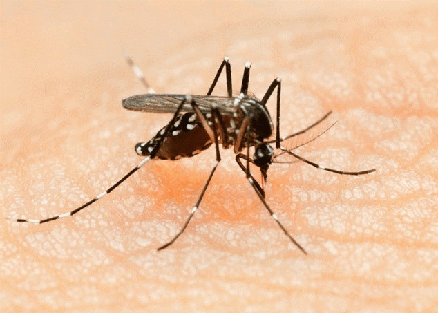 BỘ Y TẾ CẢNH BÁO VIRUS ĂN NÃO DO MUỖI TRUYỀN Ở VIỆT NAM BỘ Y TẾ CẢNH BÁO VIRUS ĂN NÃO DO MUỖI TRUYỀN Ở VIỆT NAM