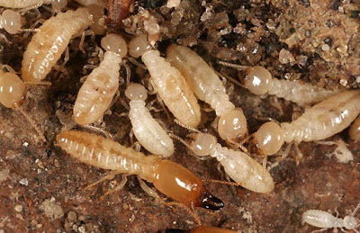 Diệt mối tận gốc cho cơ quan, xí nghiệp